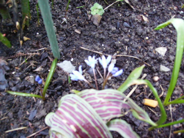 chionodoxa 1 - inceput de aprilie 2011