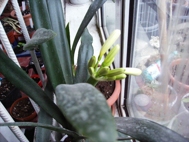 clivia citrina - inceput de aprilie 2011