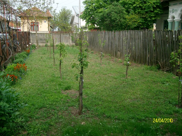 SANY7266 - in gradina 2010