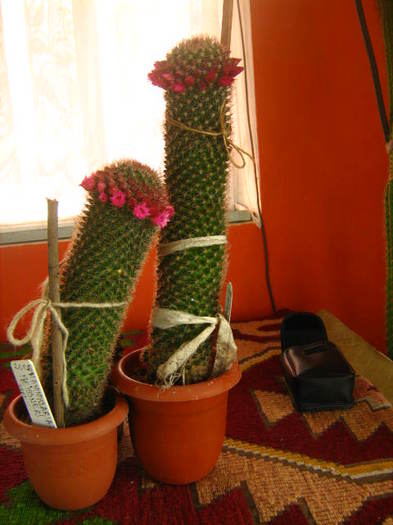 Picture 191 - cactusii mei