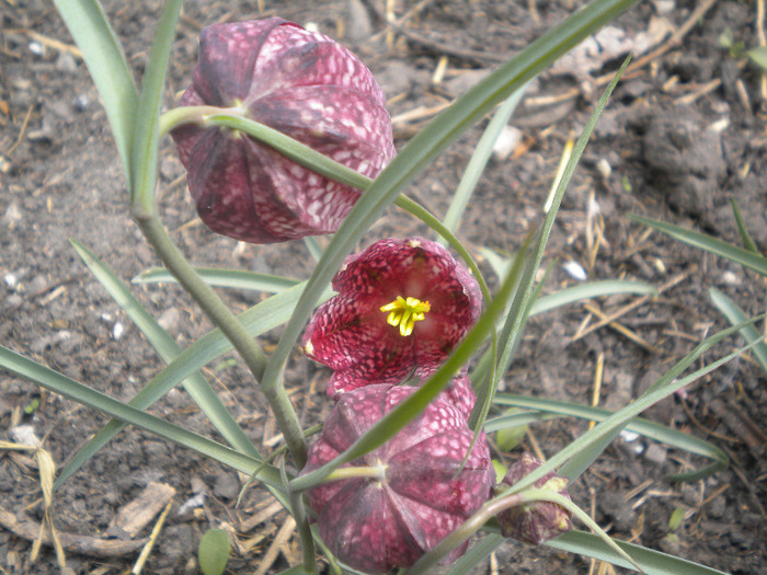clopotei pestriti