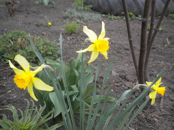 narcise [narcissus]