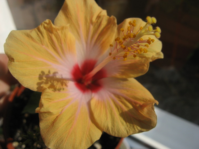 IMG_0536 - hibiscus