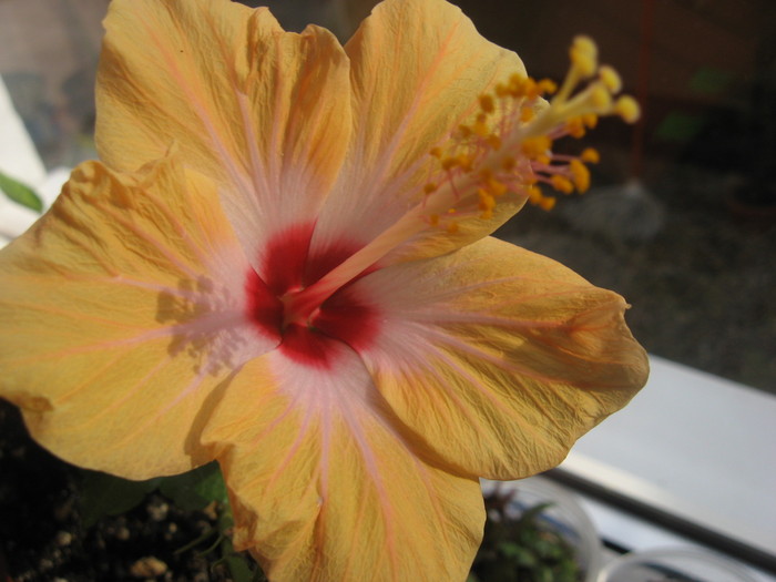 IMG_0537 - hibiscus