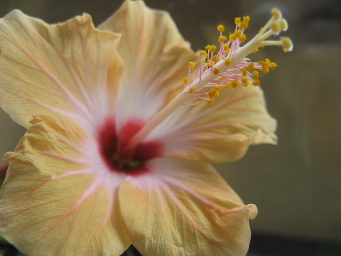 IMG_0540 - hibiscus