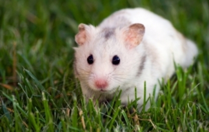 34rt5y65uyh6tu (49) - hamsteri si porcusori de guineea