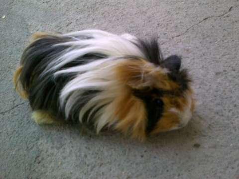 is-524-524-911-3-porcusor-de-guineea-87bdc1a5816272b25e92a894a30bc5fd