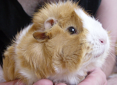 roxy1 - hamsteri si porcusori de guineea