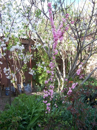 100_2312 - Aprilie 2011