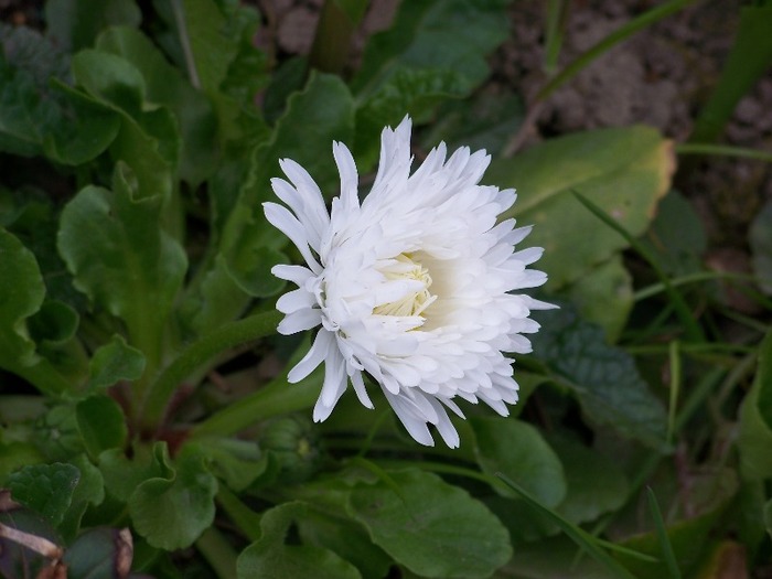 100_2319 - Aprilie 2011