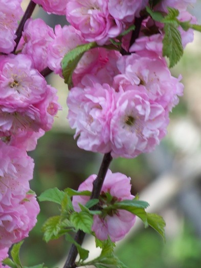 100_2324 - Aprilie 2011