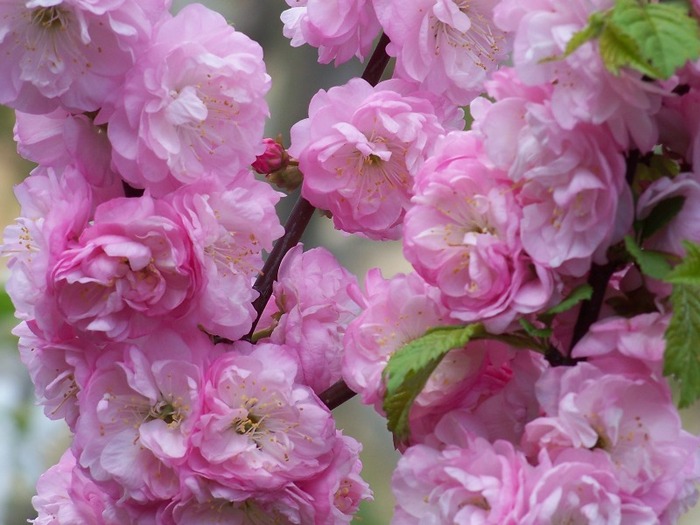 100_2325 - Aprilie 2011