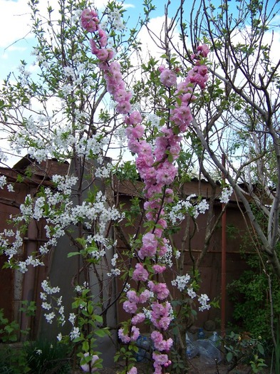 100_2327 - Aprilie 2011