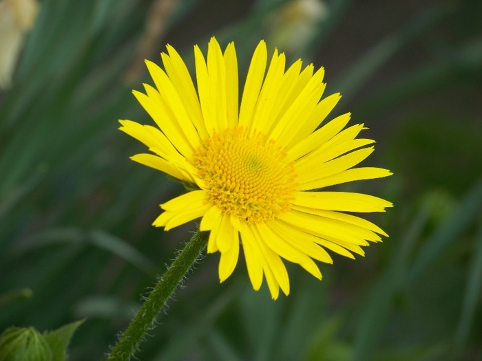 100_2336 - Aprilie 2011