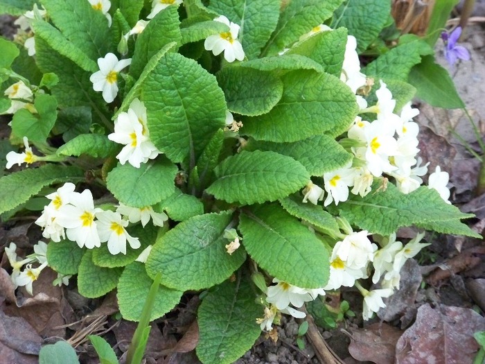 100_2351 - Aprilie 2011