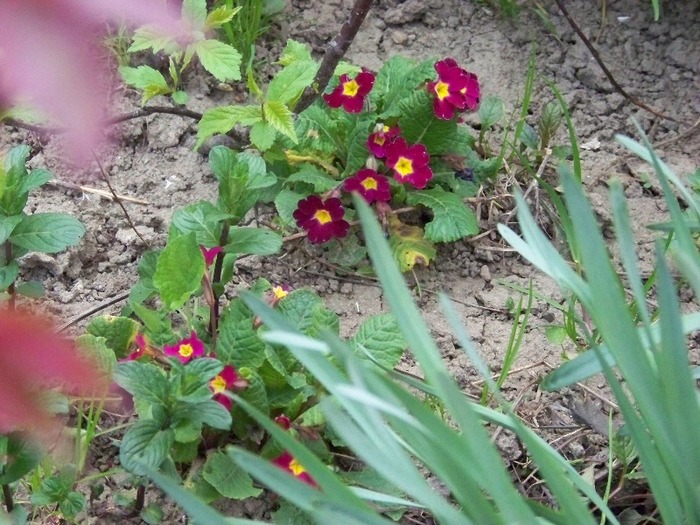 100_2358 - Aprilie 2011