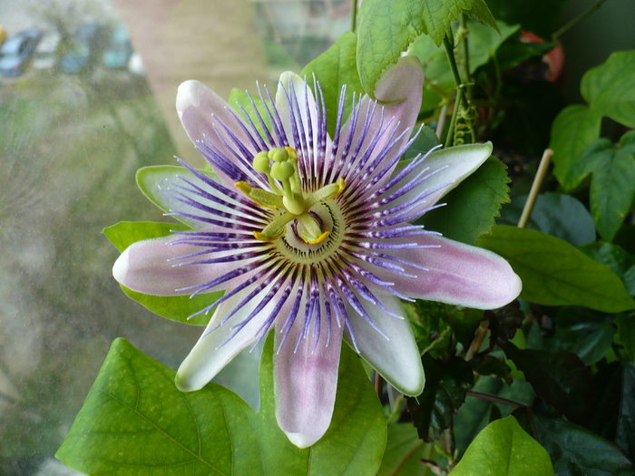 P1330326 - Passiflora 2011