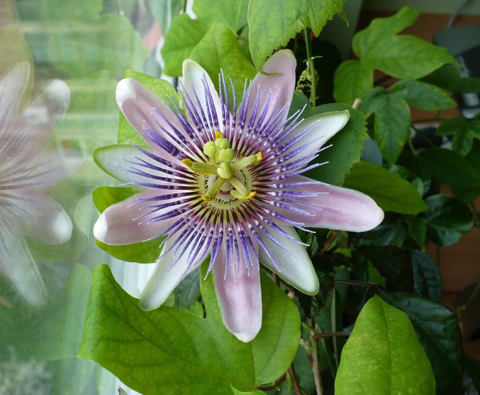 P1330328 - Passiflora 2011