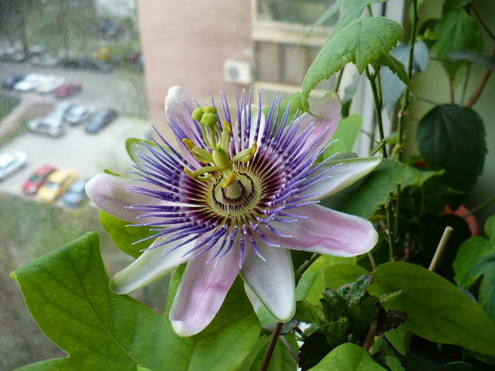 P1330329 - Passiflora 2011