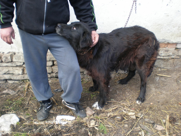 costin 042 - pui vanzare