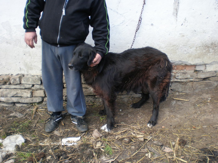 costin 041 - pui vanzare