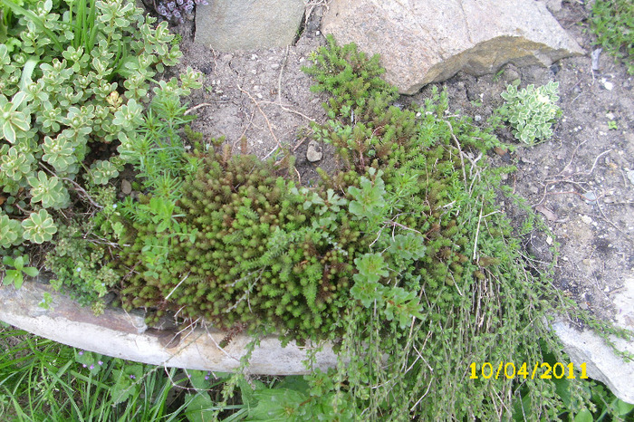 Sedum sexangulare