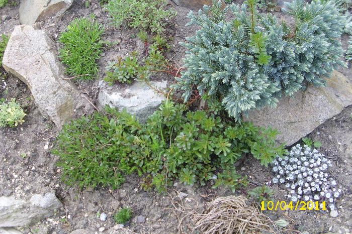 sedum kamschaticum - Colectie sedum