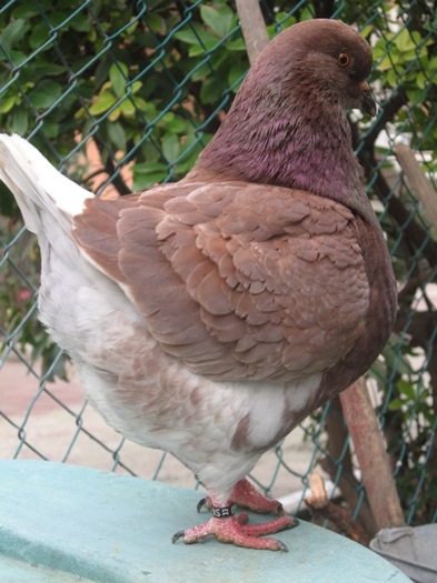 FEMELA SLOVACA; CUMPARATA GABRIEL
