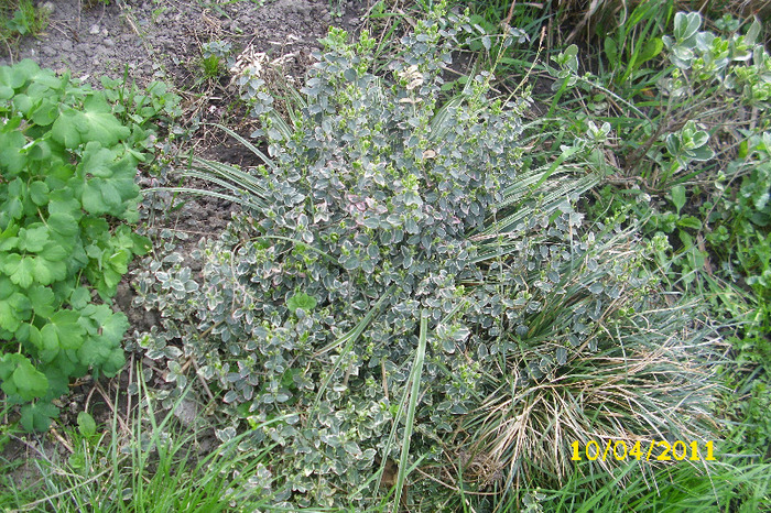 EUONYMUS EMERALD GAIETY - Arbusti diversi din gradina mea