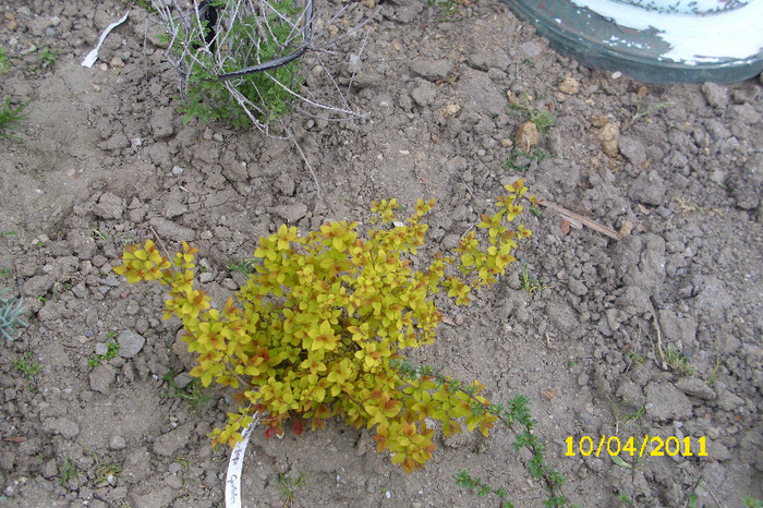 SPIREA GOLDEN PRINCESS - Arbusti diversi din gradina mea