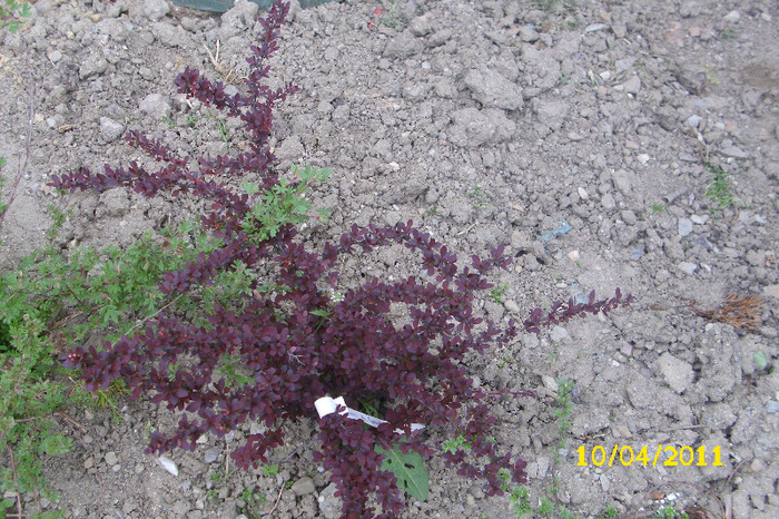 BERBERIS CORONITA