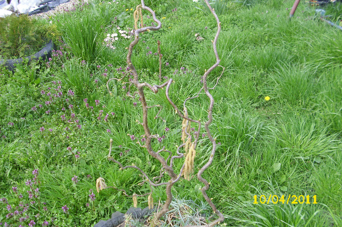 CORILLUS  AVELANA CONTORTA - Arbusti diversi din gradina mea