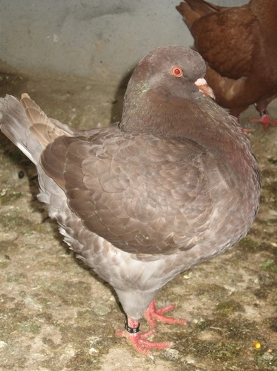 caprata; PRODUCTIE PROPIE
