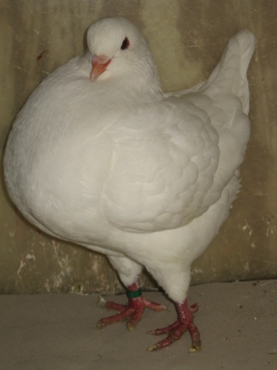 americanu; MASCUL AMERICAN
