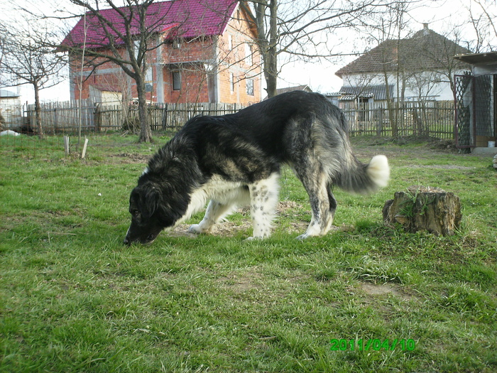 IMG_0008 - MY DOG-Baciu arhiva