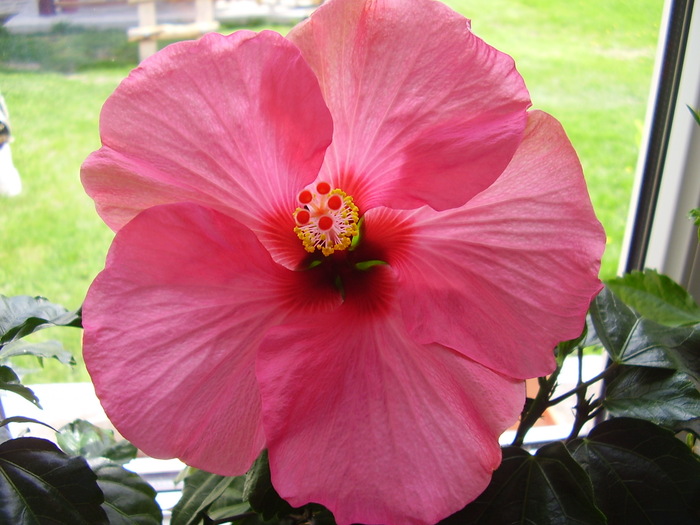 chaterina - hibiscus