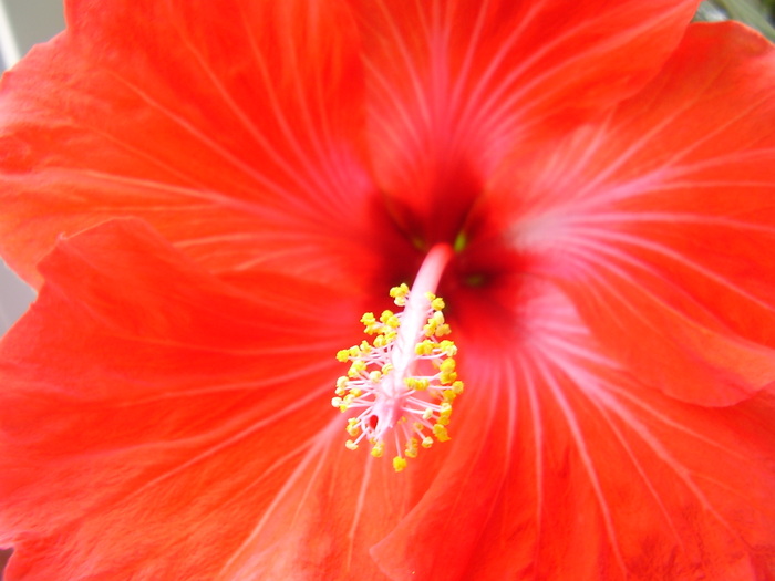 vulcano - hibiscus