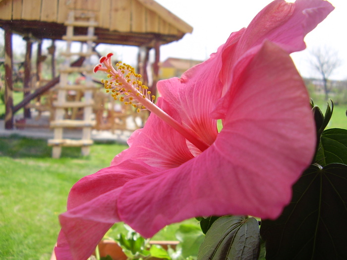 chaterina - hibiscus