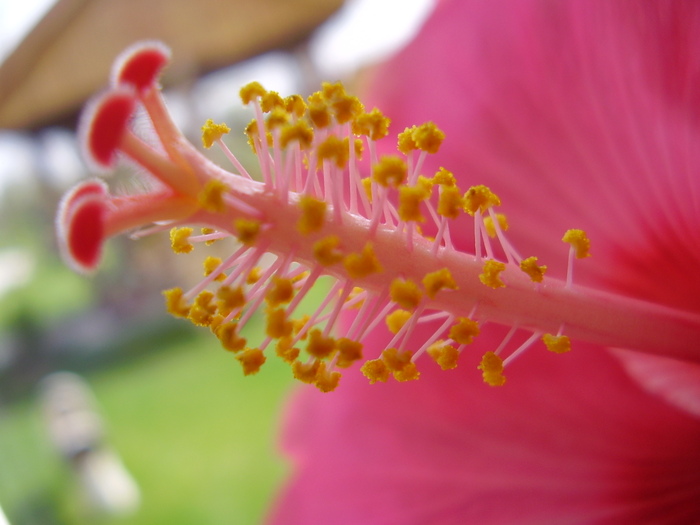  - hibiscus