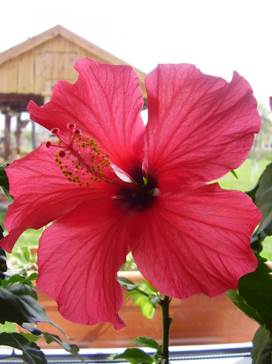  - hibiscus