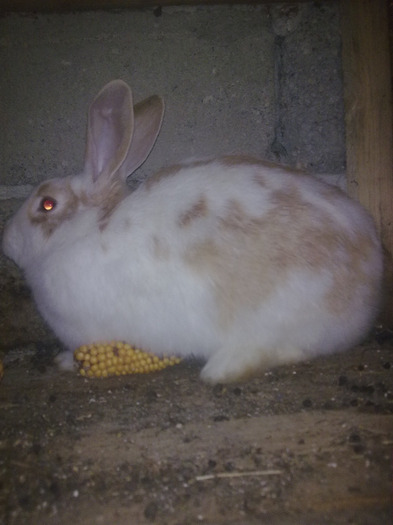 femela 2010 - iepuri mei