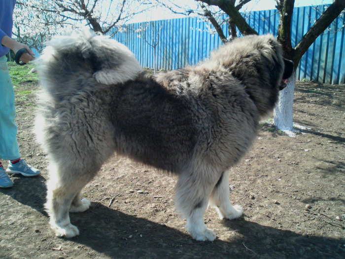 KASHMIR 20 luni