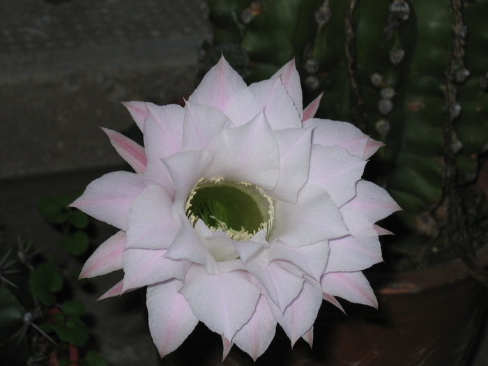 IMG_0390 - cactusi