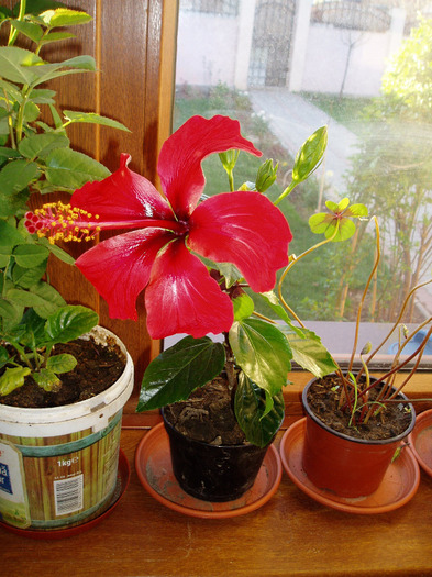 hibi-dianadia - flori 2011
