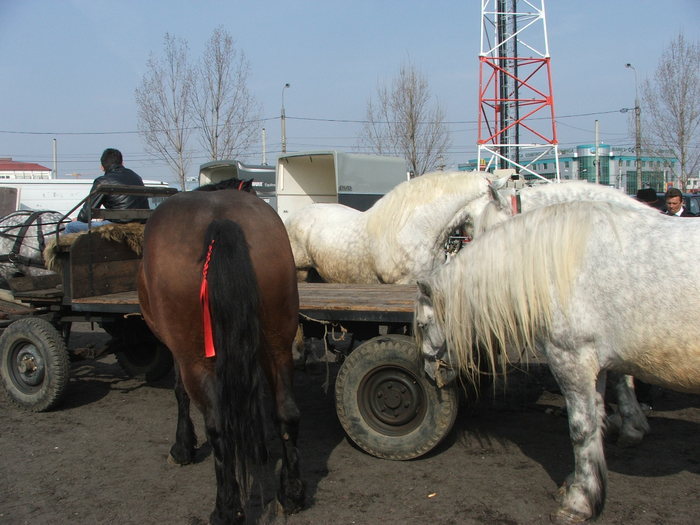 33857914_JROFBMHAX - expozitie sibiu 2011