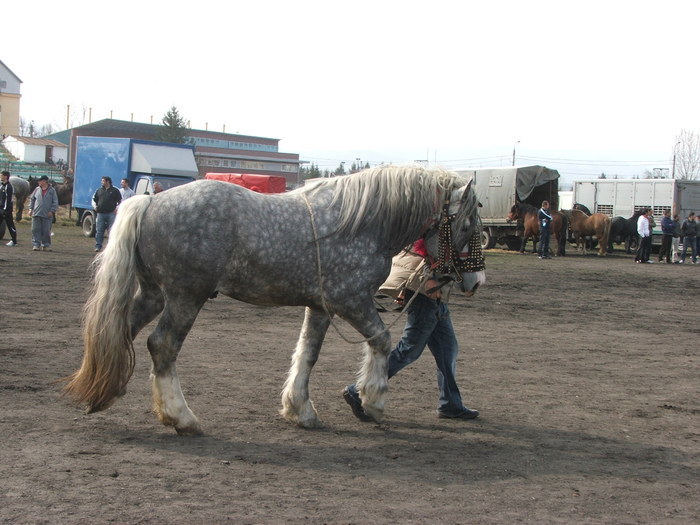 33863177_DMNDXSTEM - expozitie sibiu 2011