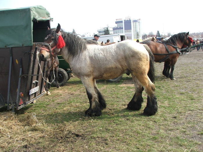 33863338_HYNJSSOZT - expozitie sibiu 2011