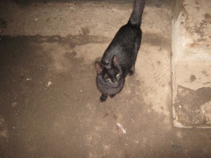 Hot de soareci - Tomita