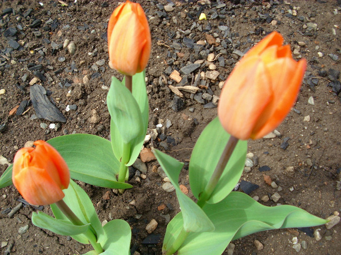 orange  emperor - gradina mea 2011