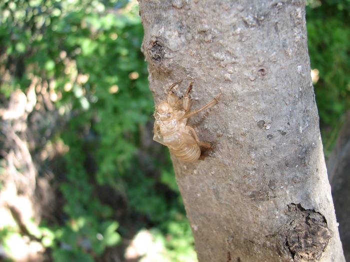 IMG_7386 - larva din care a iesit  cicada - cicada - CEA MAI CIUDATA INSECTA DIN LUME